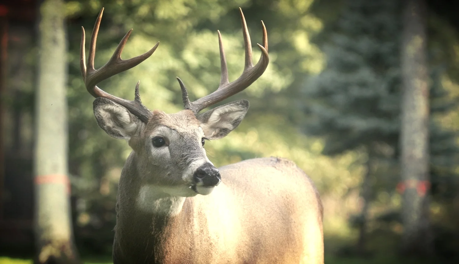 Episode 114 - "Oh Deer"