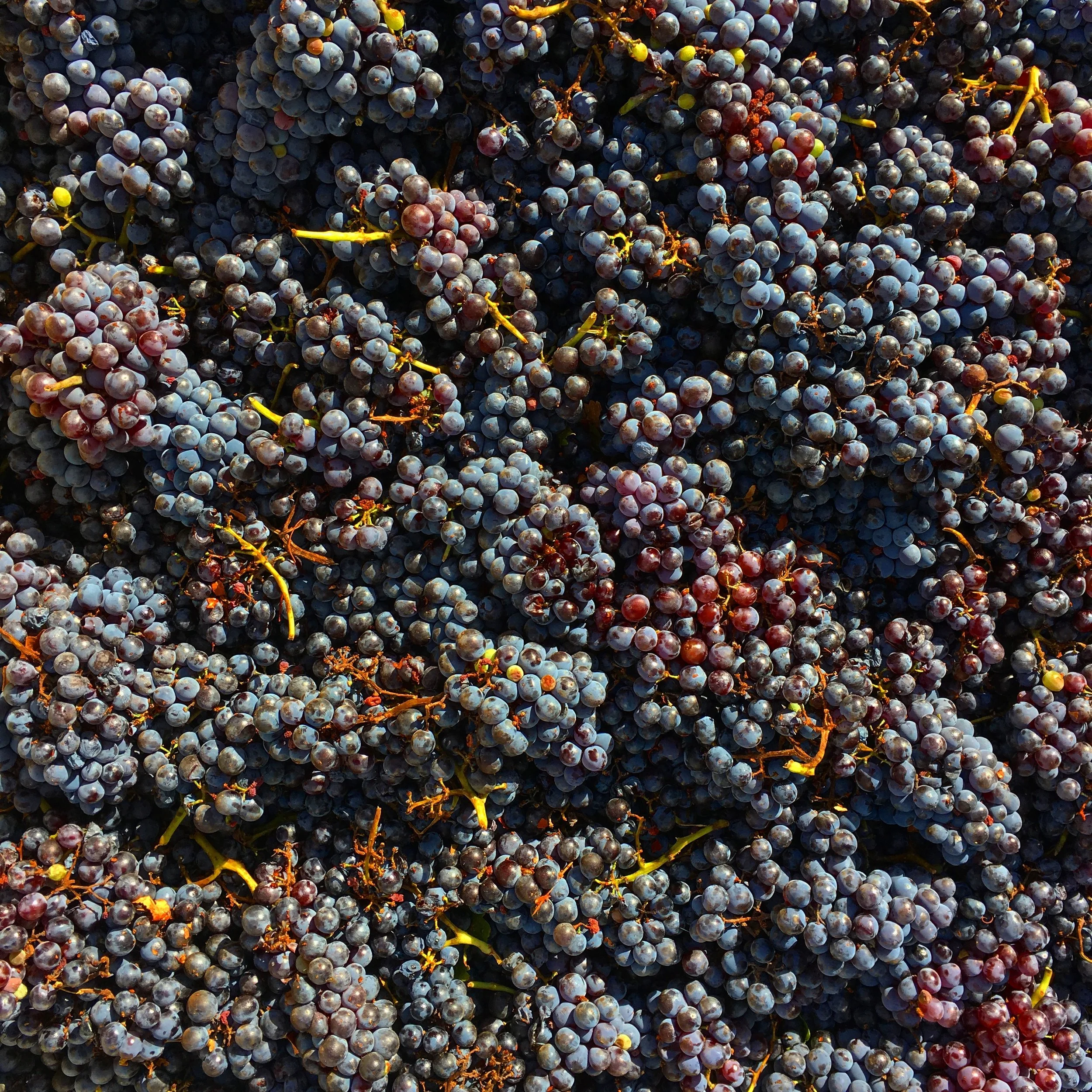 Tempranillo
