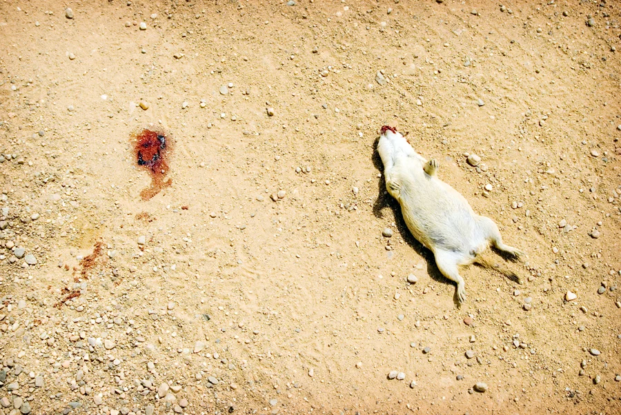 ss09.jpg