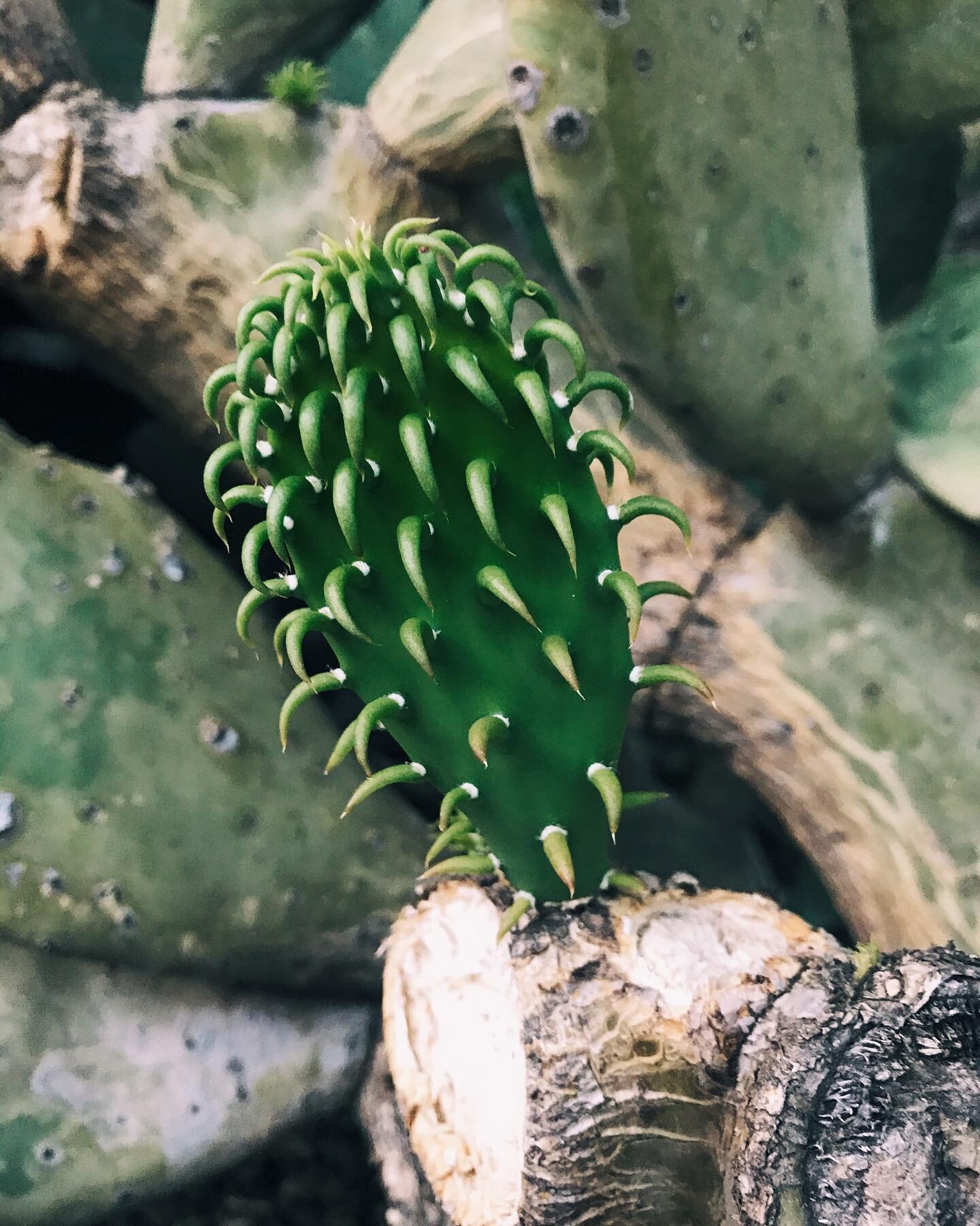Not what I thought a baby cactus looked like.