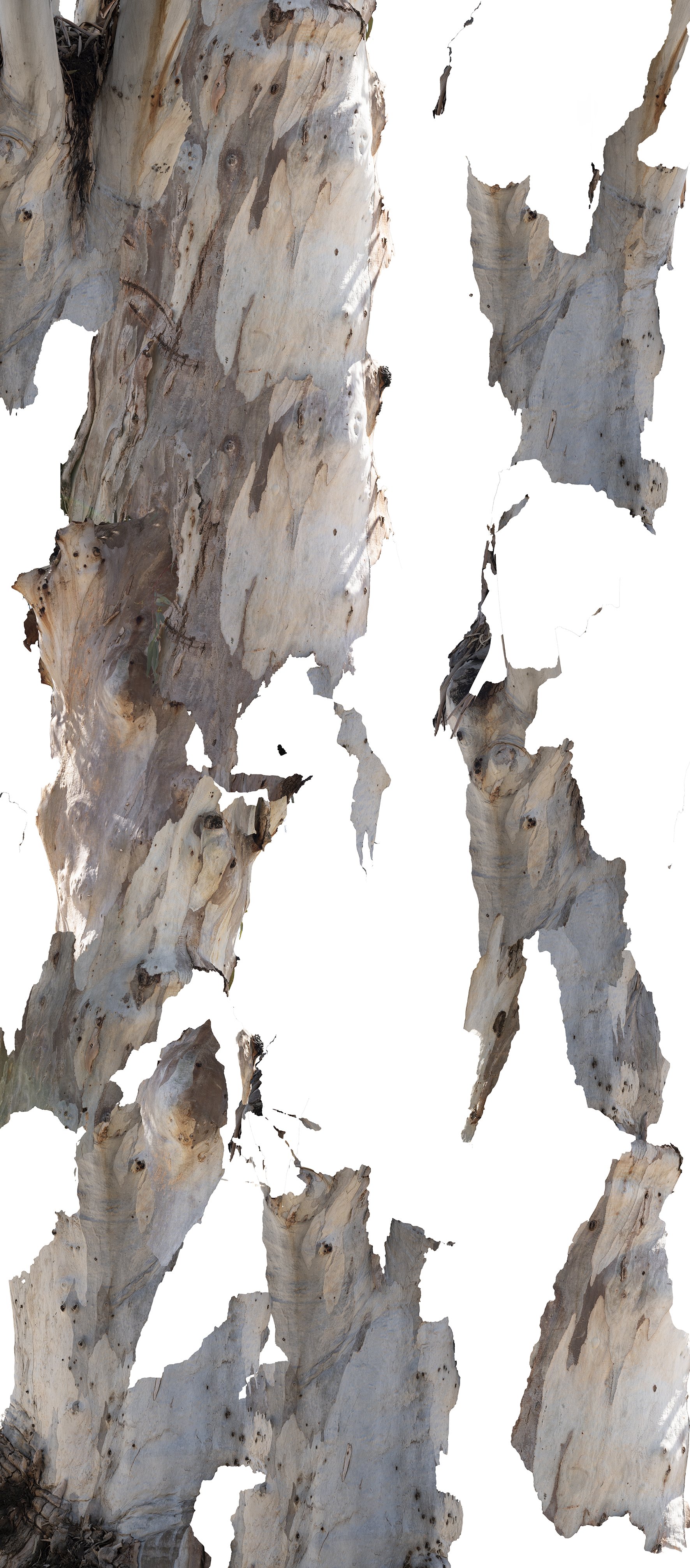 Scrolls (Eucalyptus) 1, 2024, Archival Inkjet print, 240x110 cm