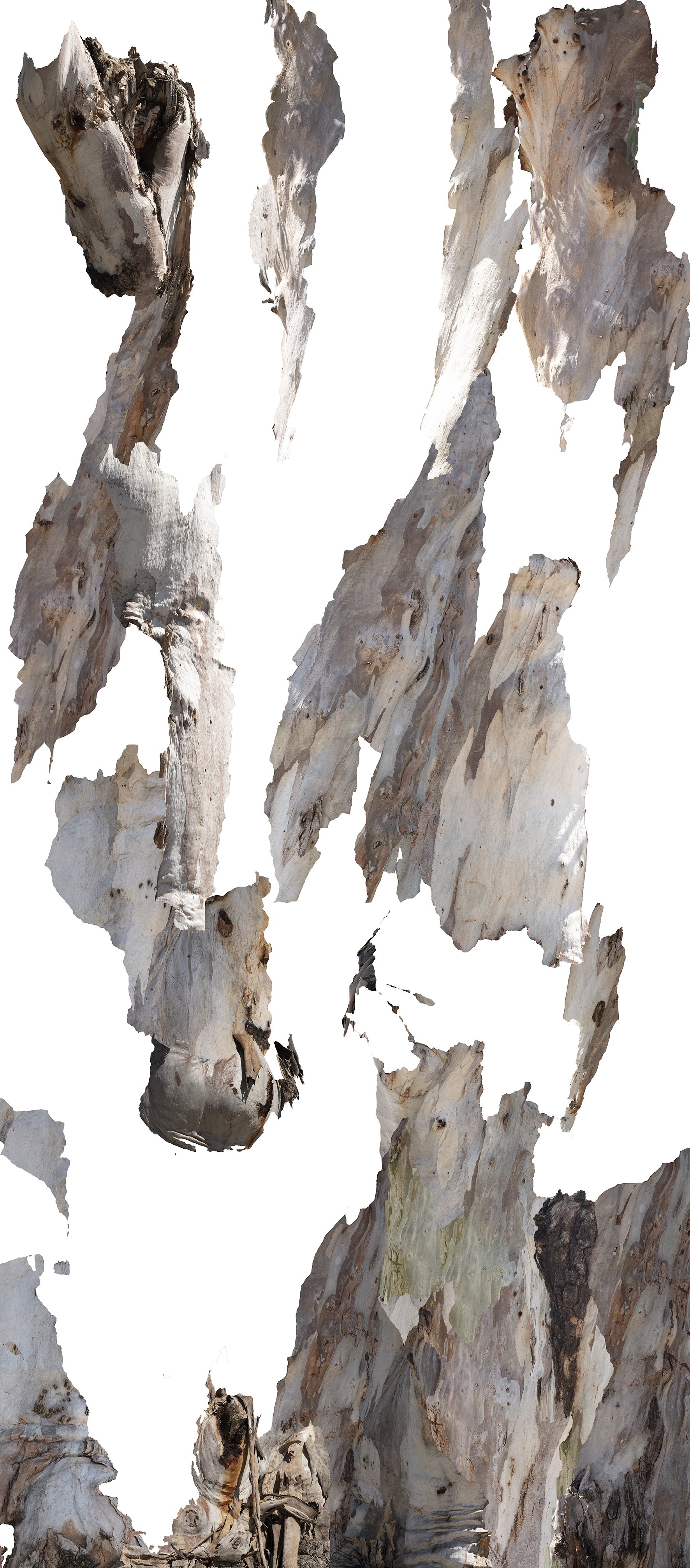 Scrolls (Eucalyptus) 2, 2024, Archival Inkjet print, 240x110 cm