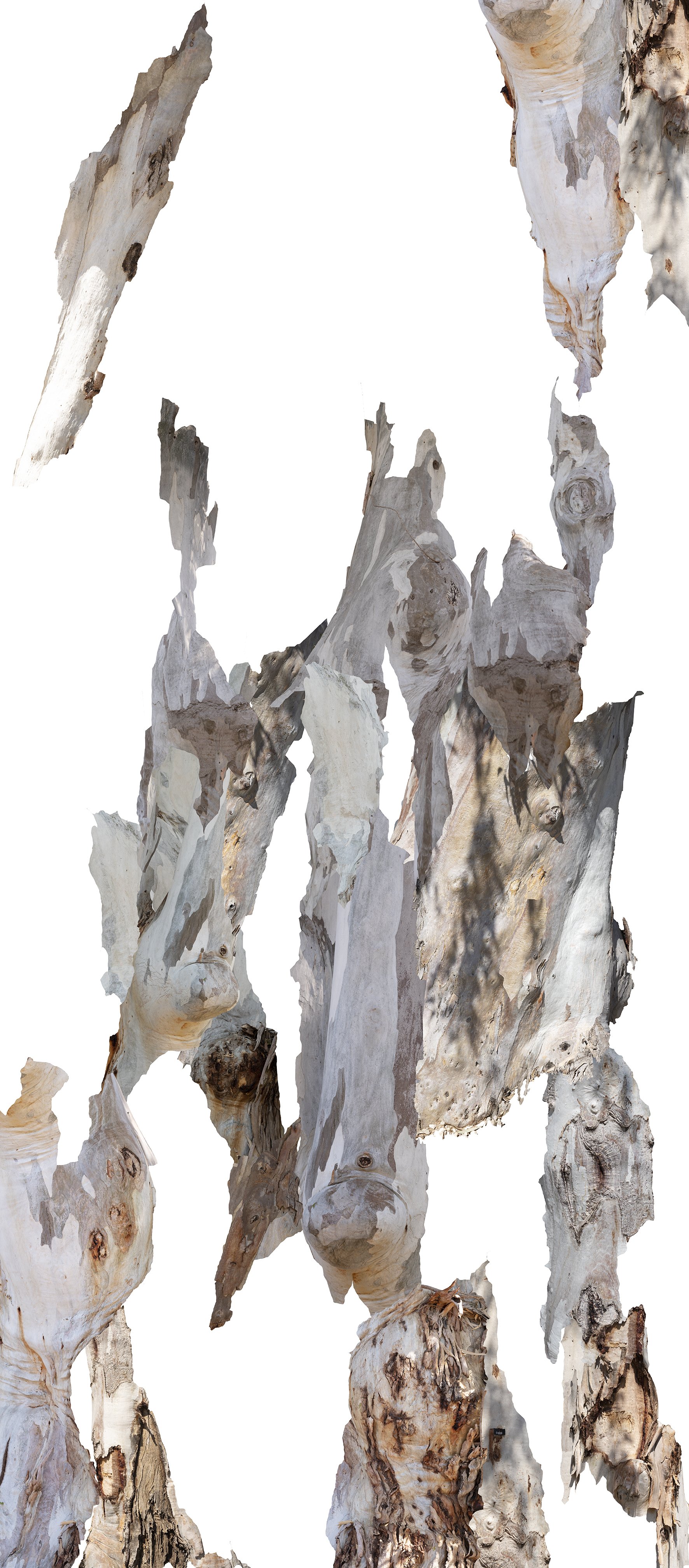 Scrolls (Eucalyptus) 2, 2024, Archival Inkjet print, 240x110 cm