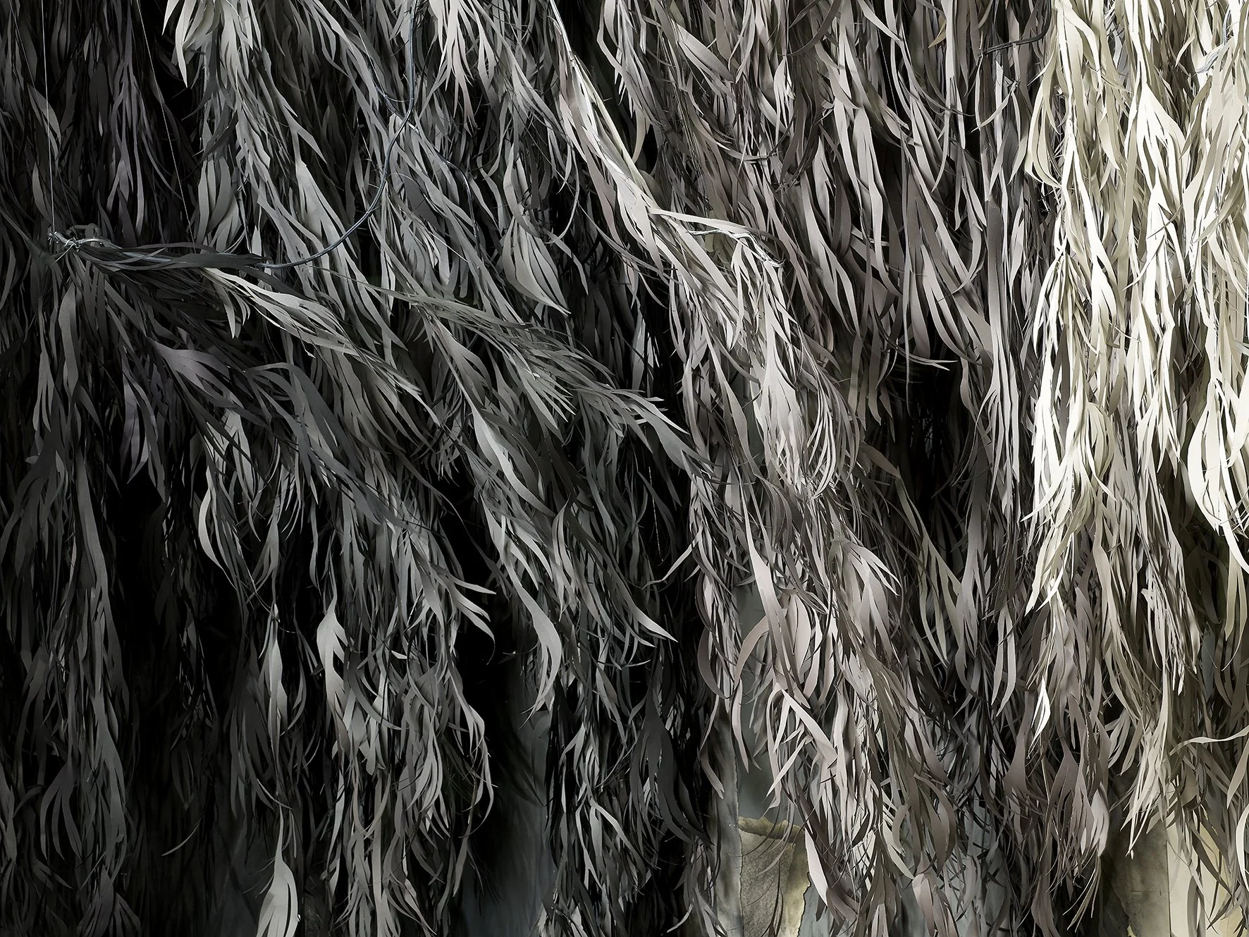 Shirley Wegner, Eucalyptus Phenakistoscope, 2019