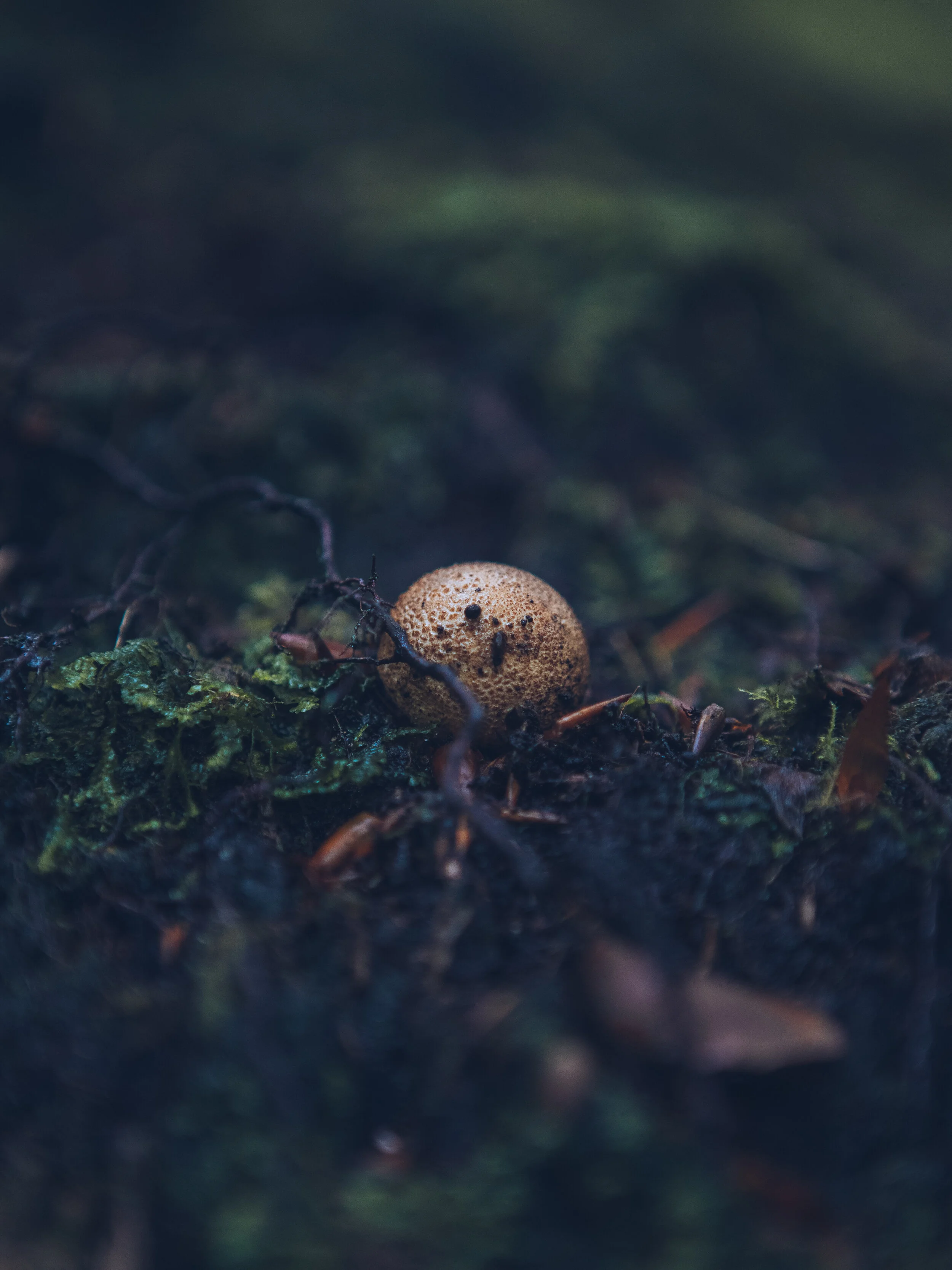 insta-9526.jpg