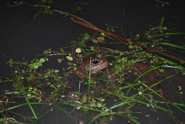 California red-legged frog