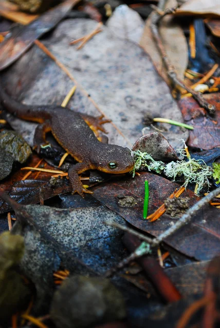 Rough-skinned newt Taricha granulosa-2.jpg