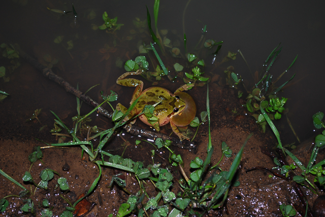Sierran tree frog 2 Pseudacris sierra.jpg