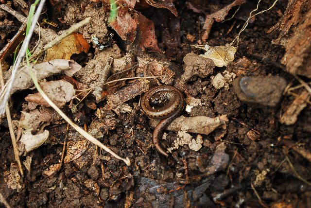 Slender salamander Batrachoseps attenuatus-1339.jpg