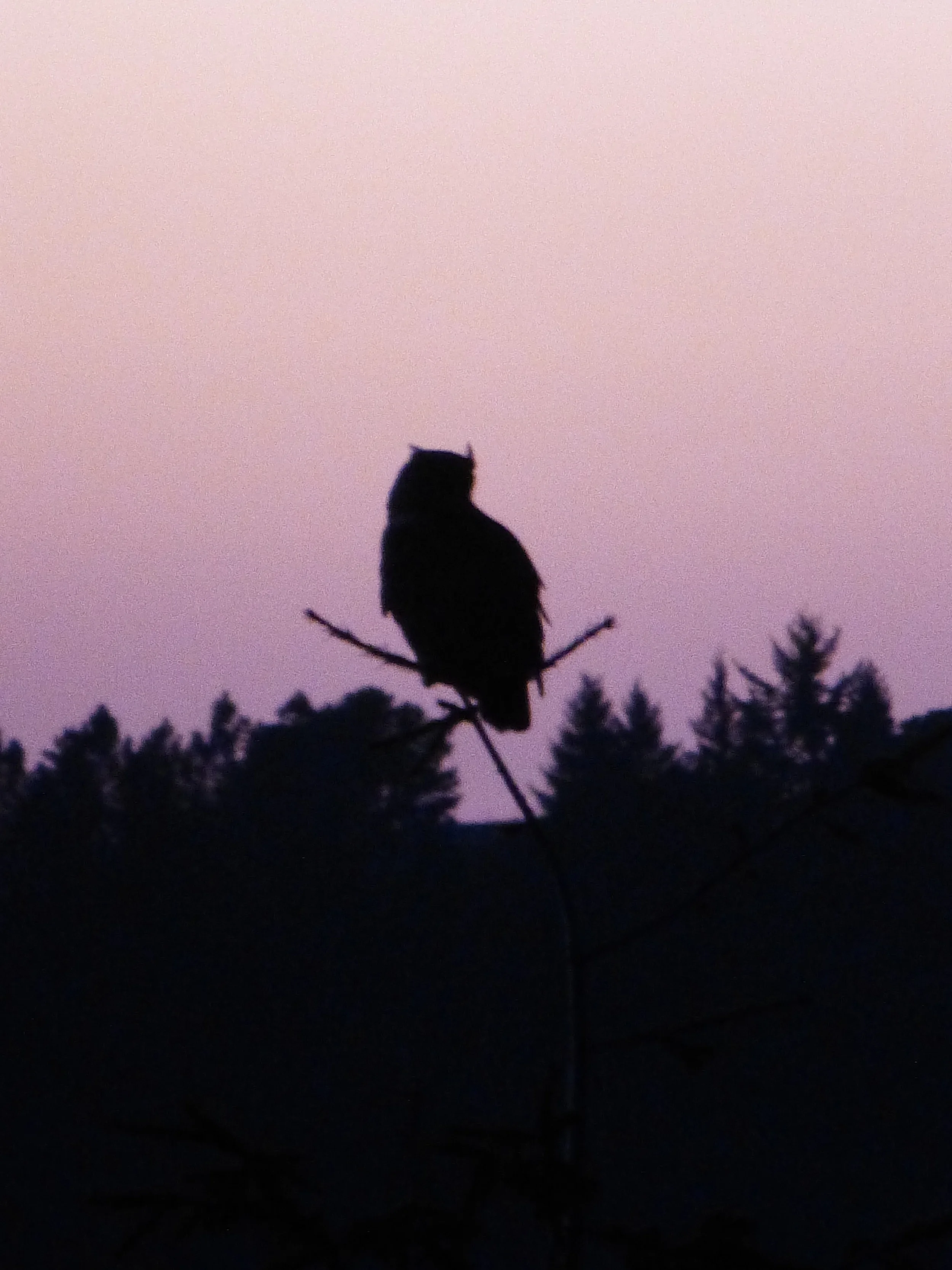 Great Horned Owl - San Mateo County