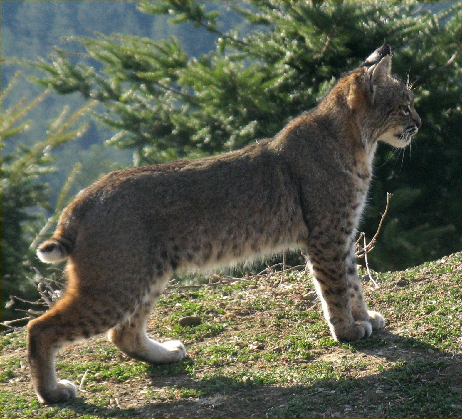 Bobcat (Lynx rufus); by Georgia Stigall in San Mateo County, CA