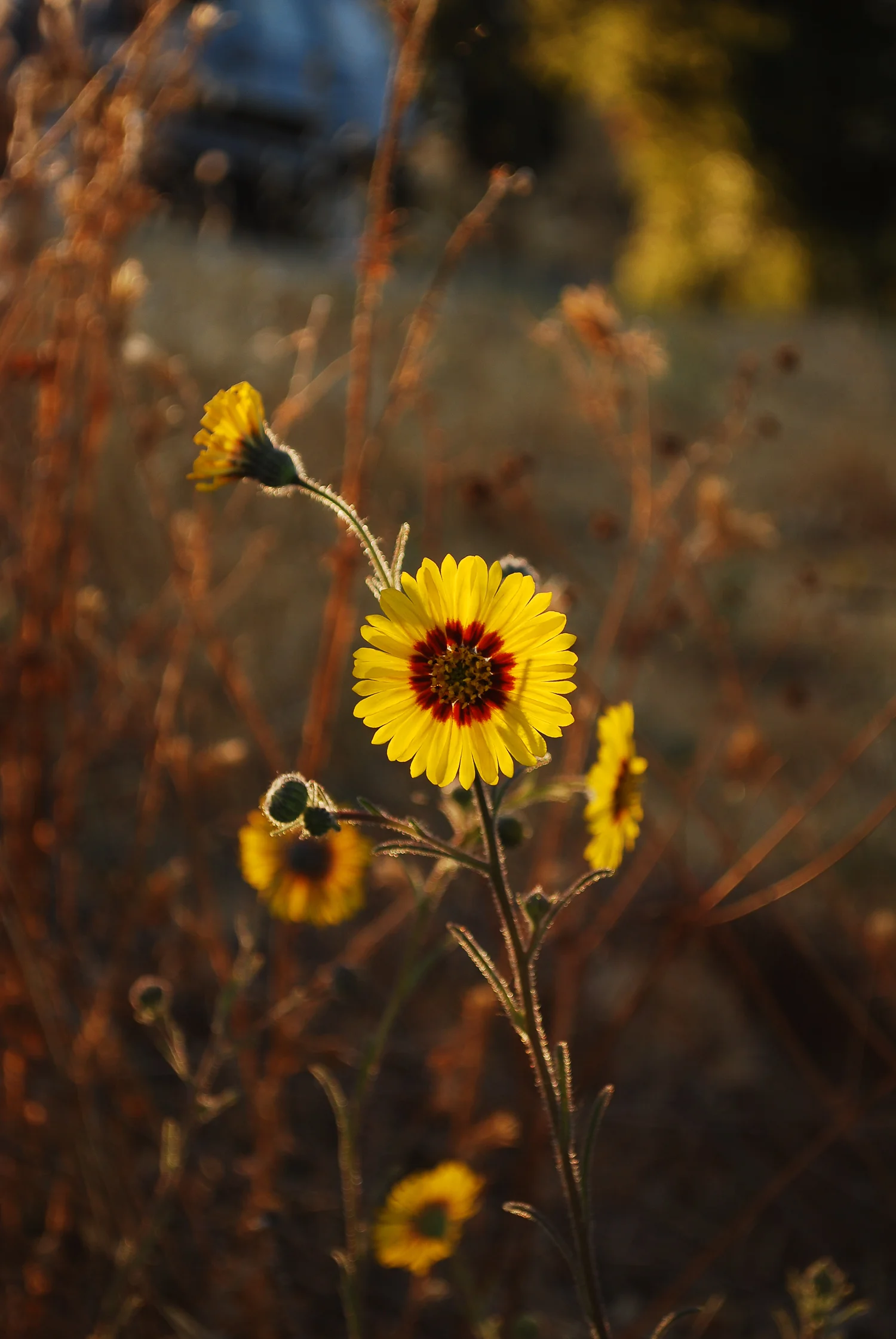 Summer elegant madia (Madia elegans var vernalis) at Los Trancos Open Space Preserve