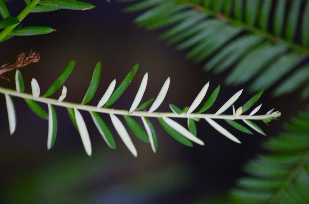 Dale Holderman, a Big Creek Lumber forester, discovered an albino redwood in Soquel that produced pollen after the 1976 drought. He decided to cross-pollinate green cones and the crosses astonished him. Some were green, others white, but some were variegated half-and-half — the first known chimeric redwoods. Photo by Audrey Moore