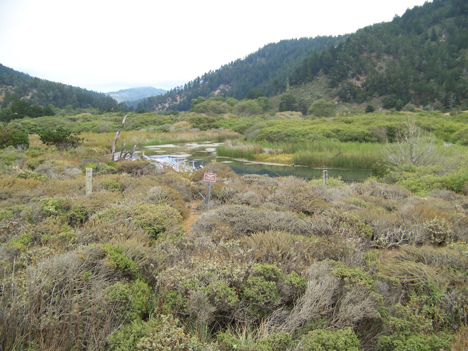Brackish Water Marsh @ Rancho del Oso