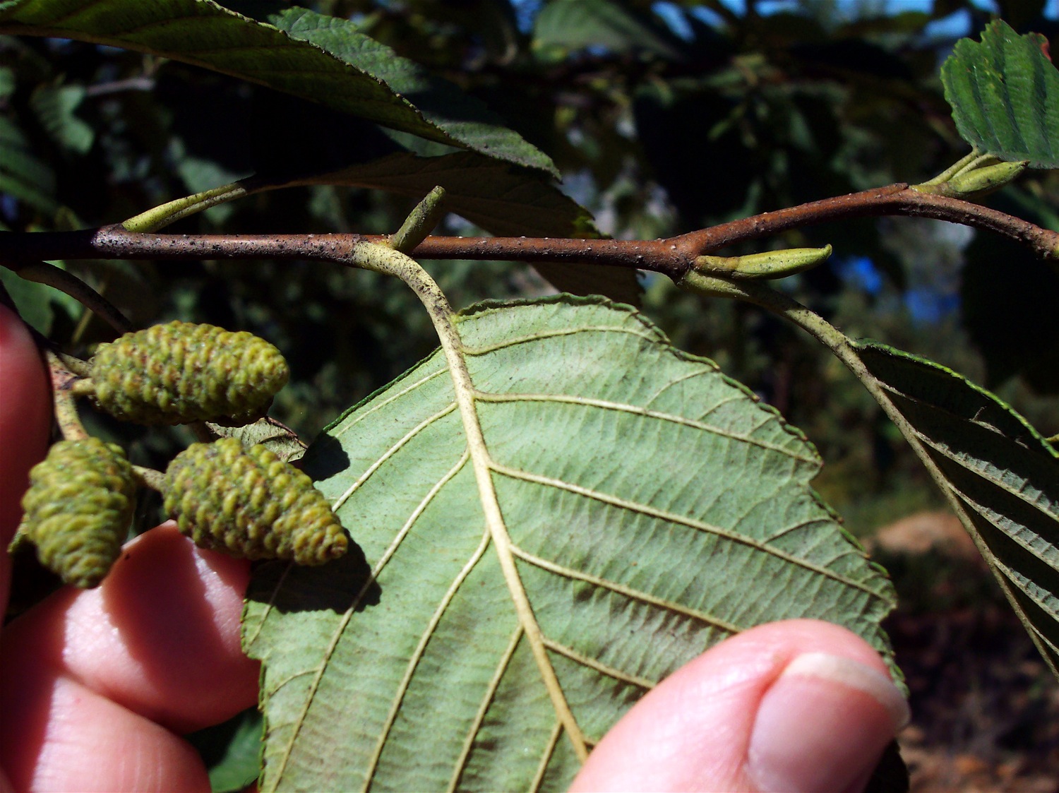 Red Alder: An identifying characteristic is the rolled-under margin of the leaf