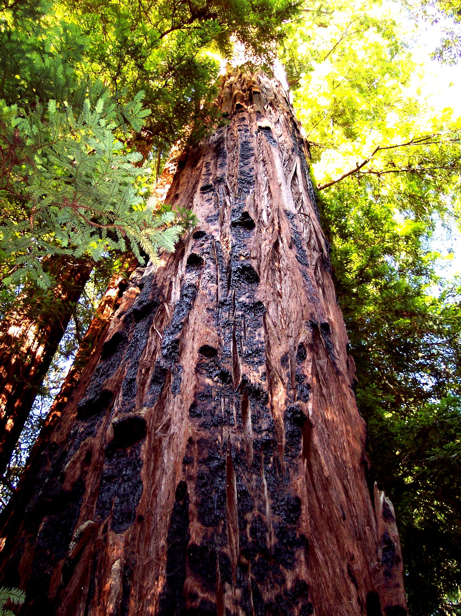 Fire scars on old growth redwood @ Big Basin State Park