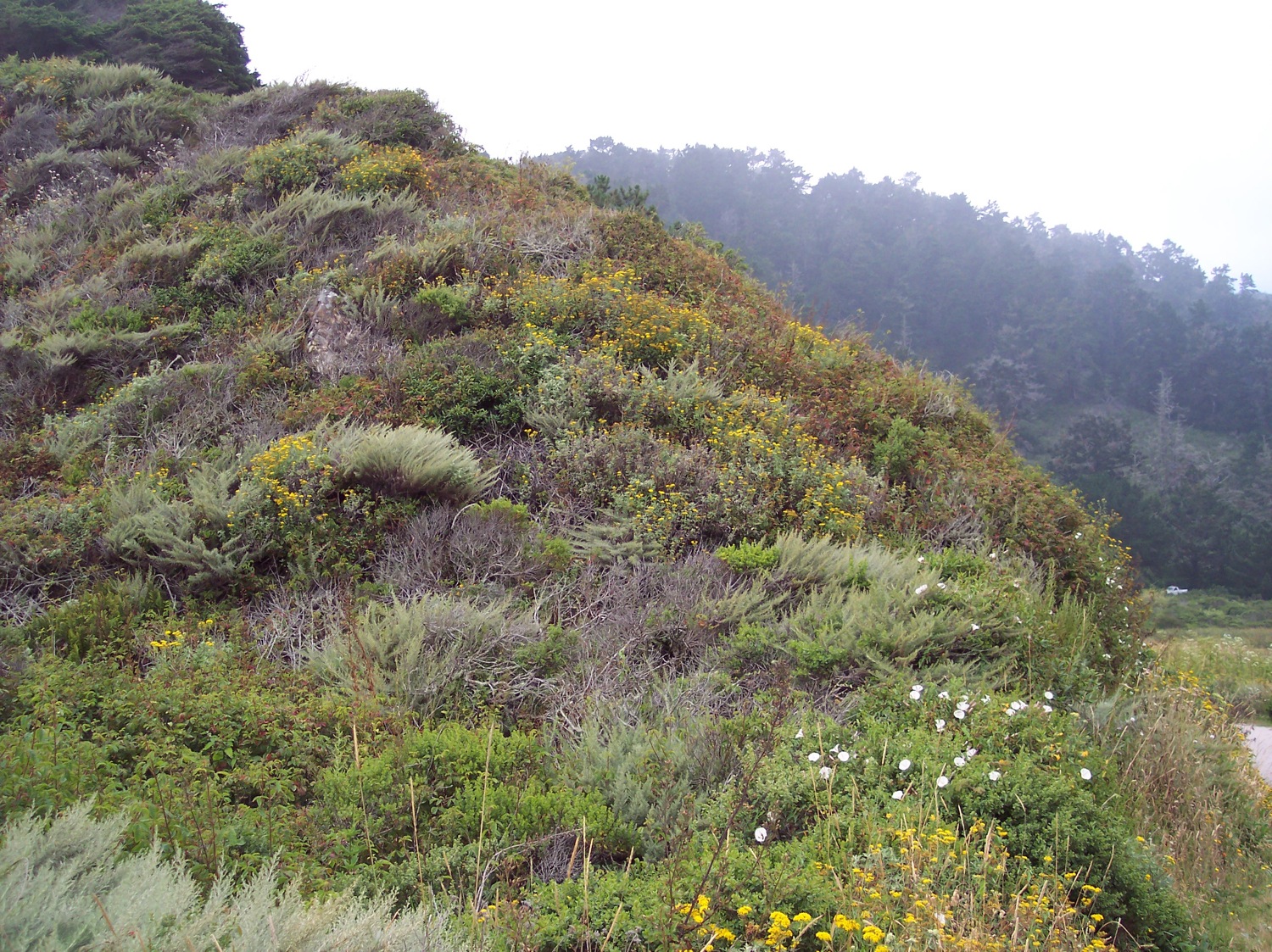 Coastal Scrub Community @ Rancho del Oso State Park