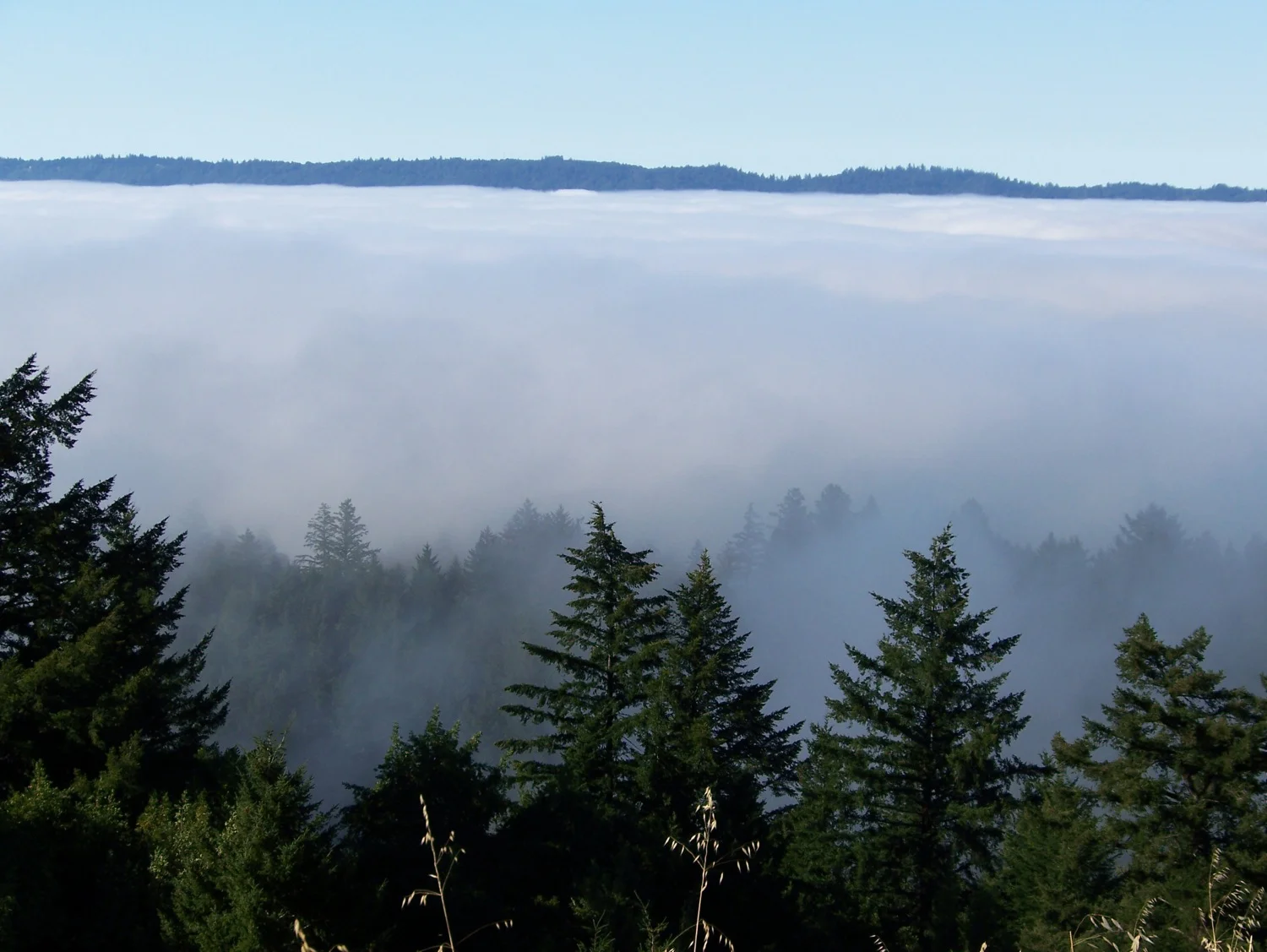 San Lorenzo Valley summer fog from Sempervirens point