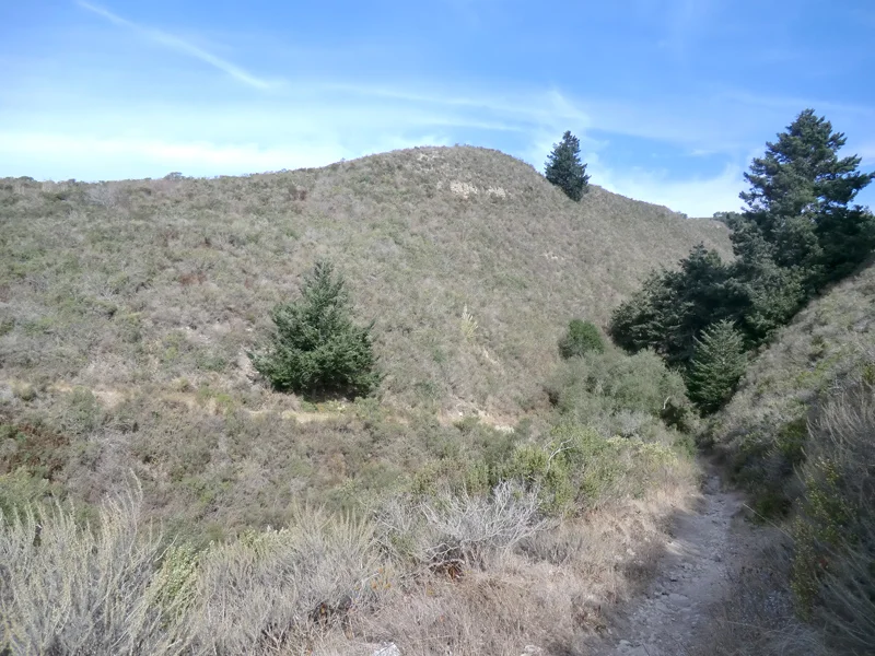 Coastal Sage Scrub