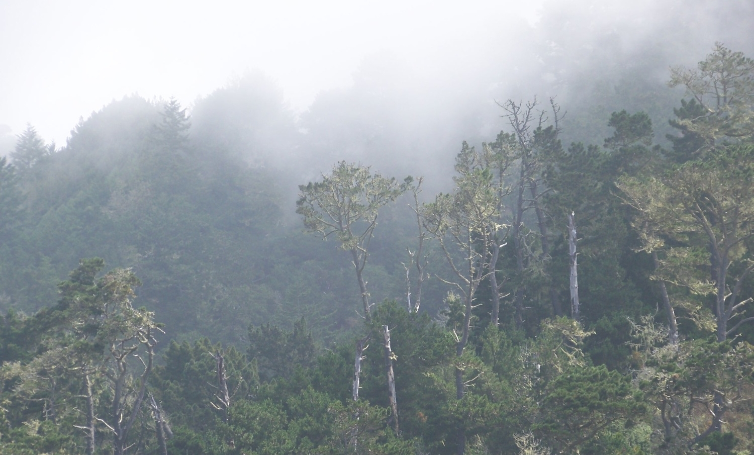 Monterey Pine Forest shrouded in fog at Waddell Creek