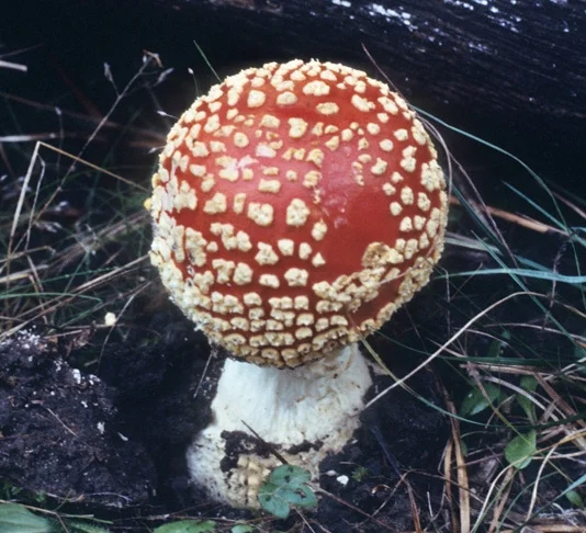 Amanita muscaria, Monterey Pine Forest