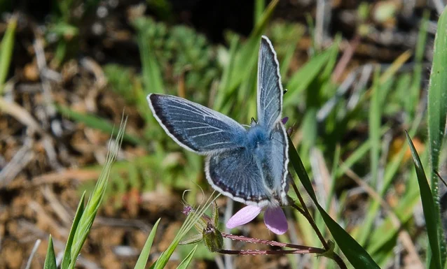 Mission Blue Butterfly