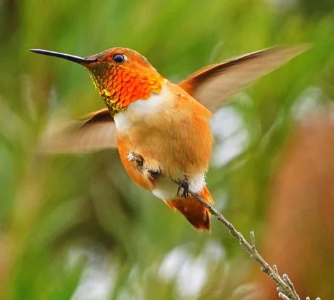Allen's Hummingbird