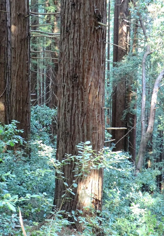 Old-growth Redwoods