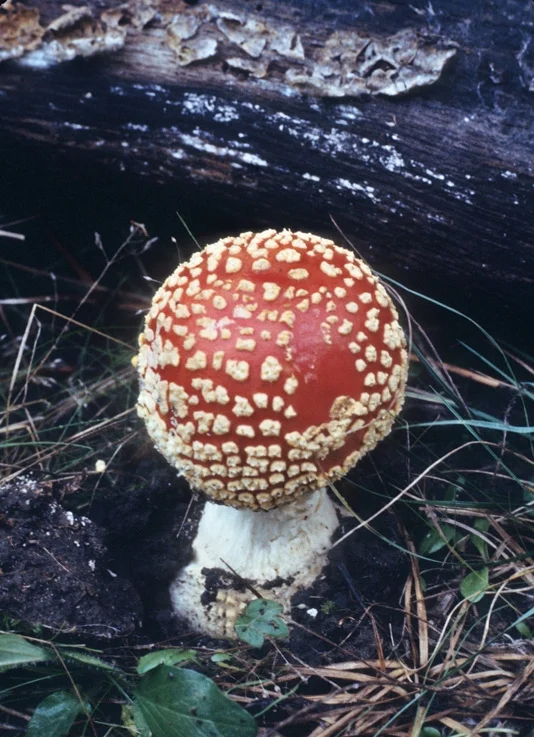 Amanita muscaria, Monterey Pine Forest