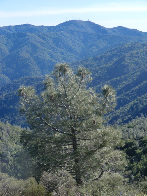 Loma Prieta from any open stand of Gray Pine (P. sabiniana) on the flanks of Mt. Umunhum.