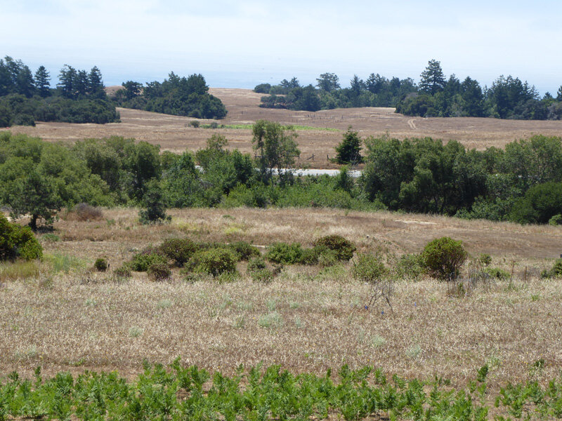 Grassland with fingers of Mixed Evergreen forest. Looking toward the ocean from campus of the University of California at Santa Cruz.