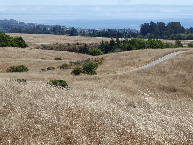 Marine  terrace grasslands on UCSC campus, looking toward a distant Santa Cruz and the Monterey Bay.