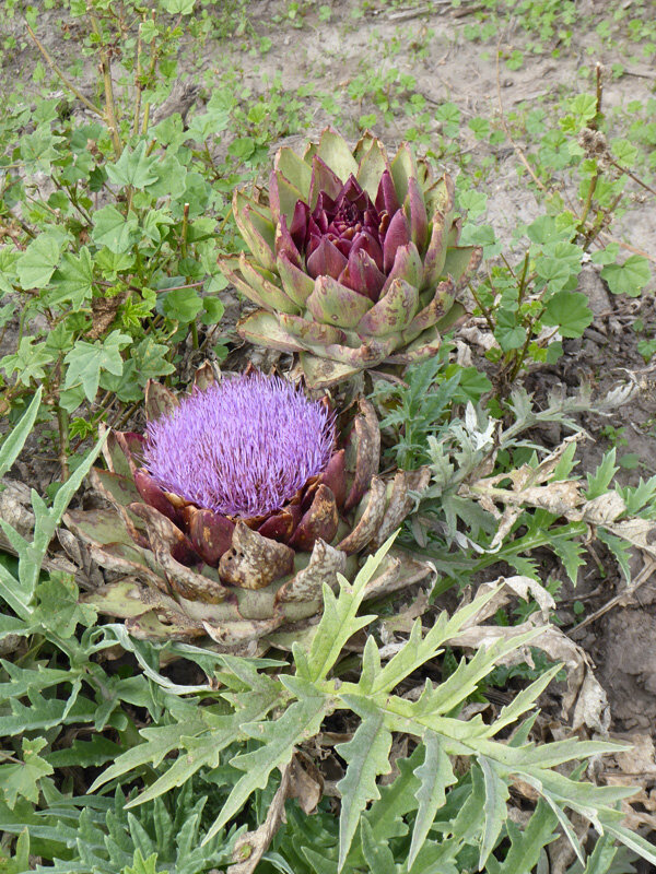 Artichoke in flower. Photo by S. Singer.