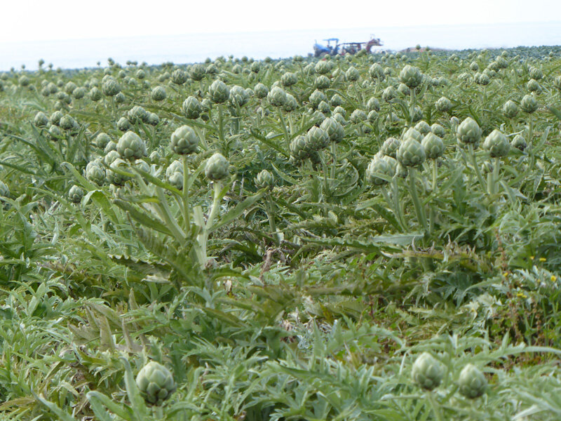 Artichoke field on marine terrace north of Santa Cruz. Photo by S. Singer.