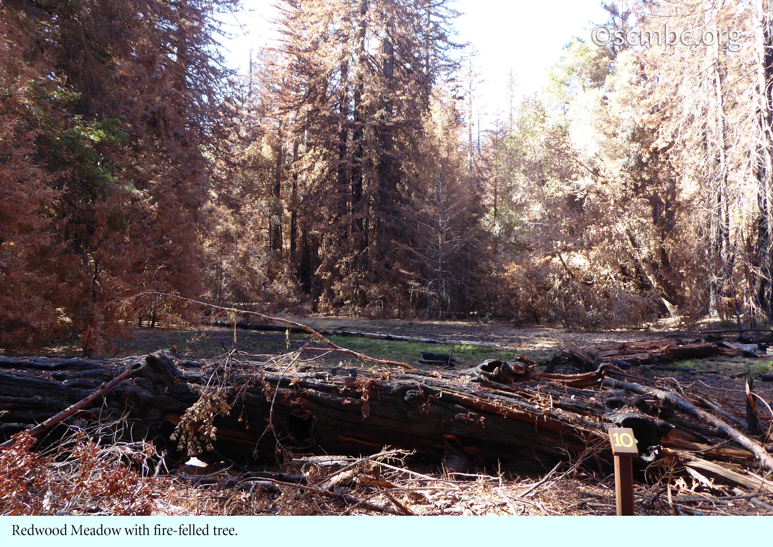 3-Redwood Meadow - #064 w.jpg