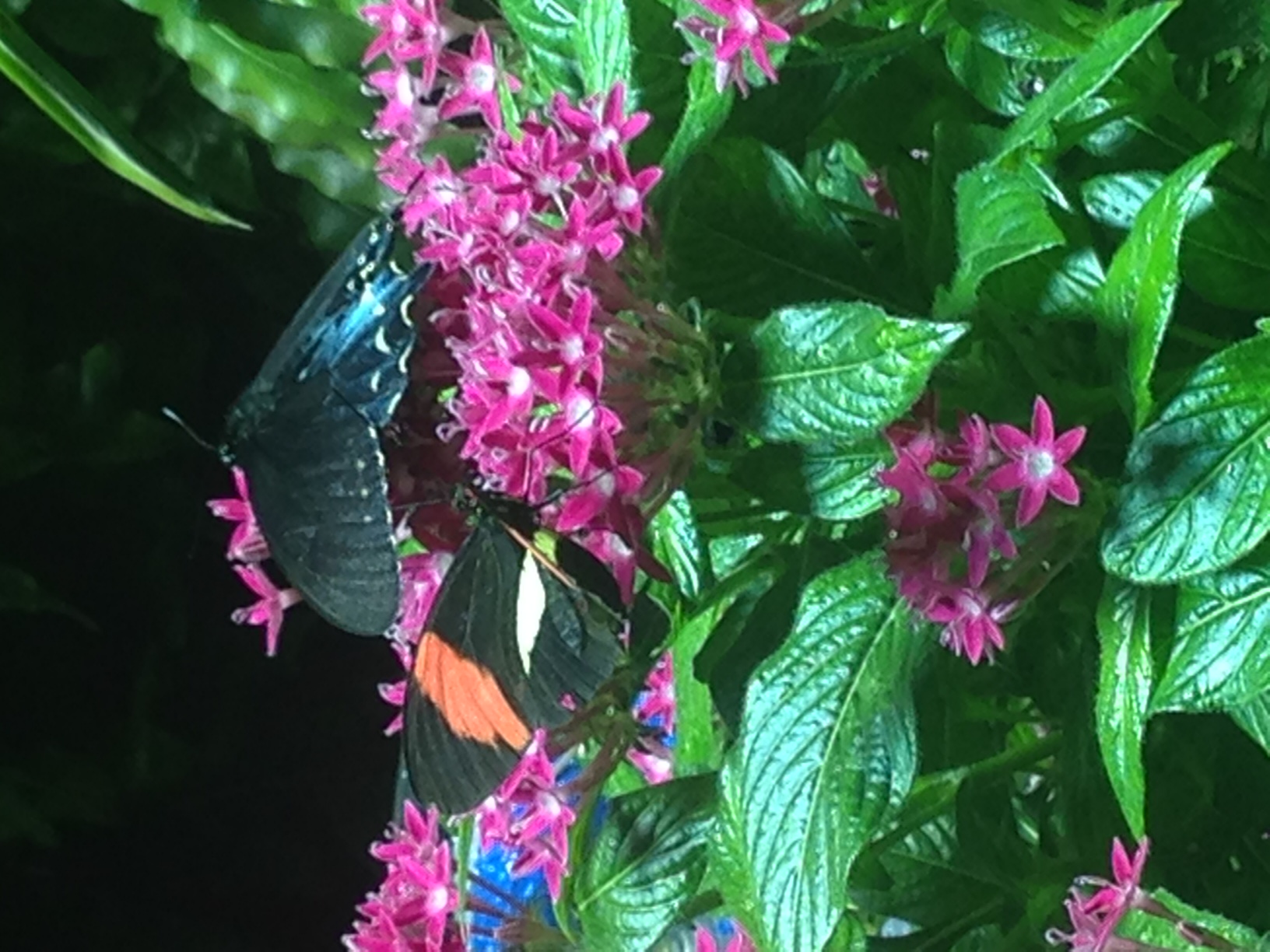 image1 (1).jpeg