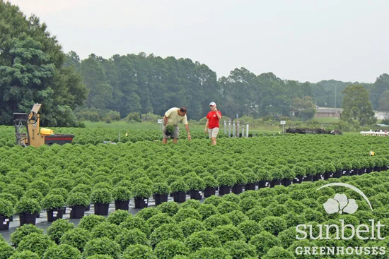 Sunbelt head grower Bill Bicknese checks the progress of mums in an outdoor field.
