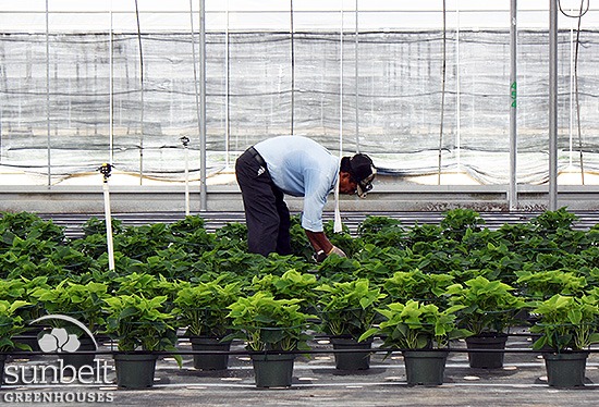 Our current crop of 8" poinsettias, spaced to achieve optimum size.