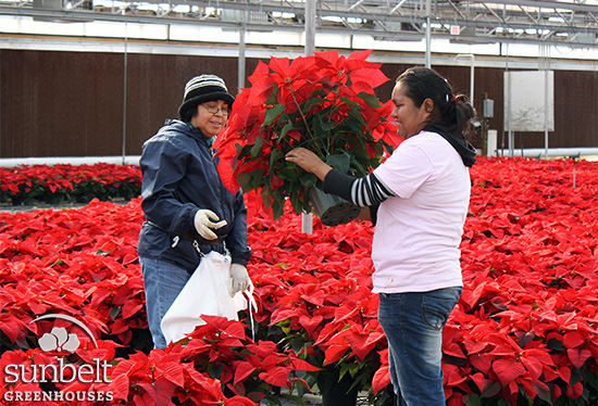 Our 2011 crop of 8" poinsettias in the greenhouse.