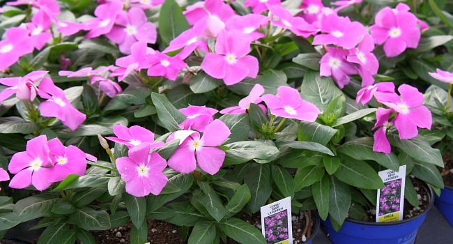  Vinca Cora® Deep Lavender 