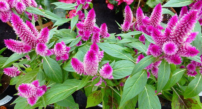  Celosia Intenz 