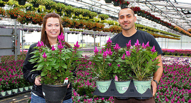 Celosia Intenz Endcap Challenge