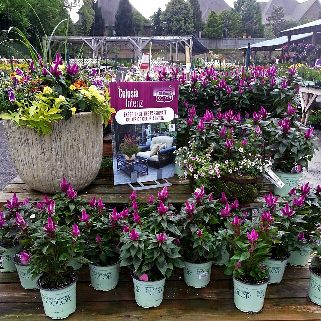 Andy's Creekside Garden Center - Celosia Intenz Endcap Challenge winner • photo courtesy of Andy's