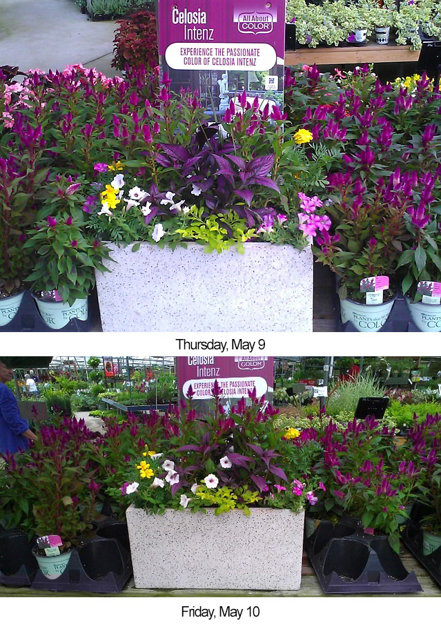 Endcap increases sales at The Family Tree Garden Center • photo courtesy of The Family Tree
