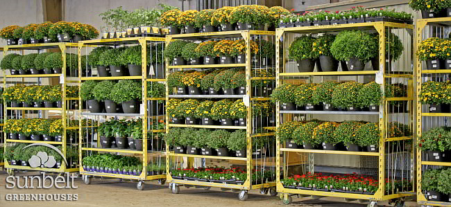 Sunbelt's shipping racks, Fall 2013