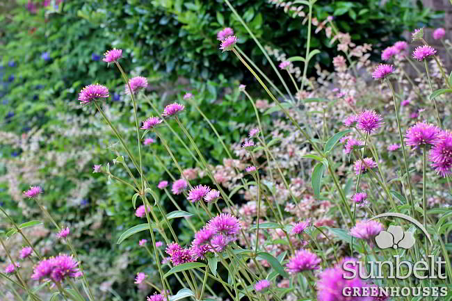  Gomphrena 'Fireworks' planted this spring in a landscape bed by our office. 