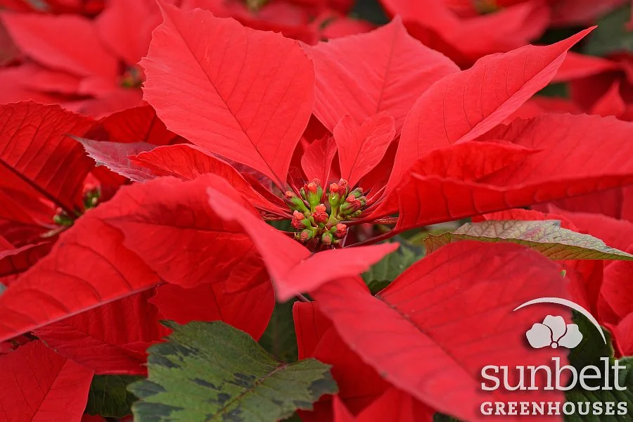Hollystar Red • Beekenkamp