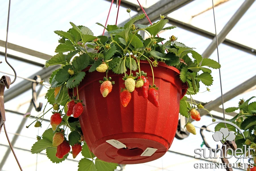 edit-11in-hb-strawberry-gasana-deep-pink.jpg