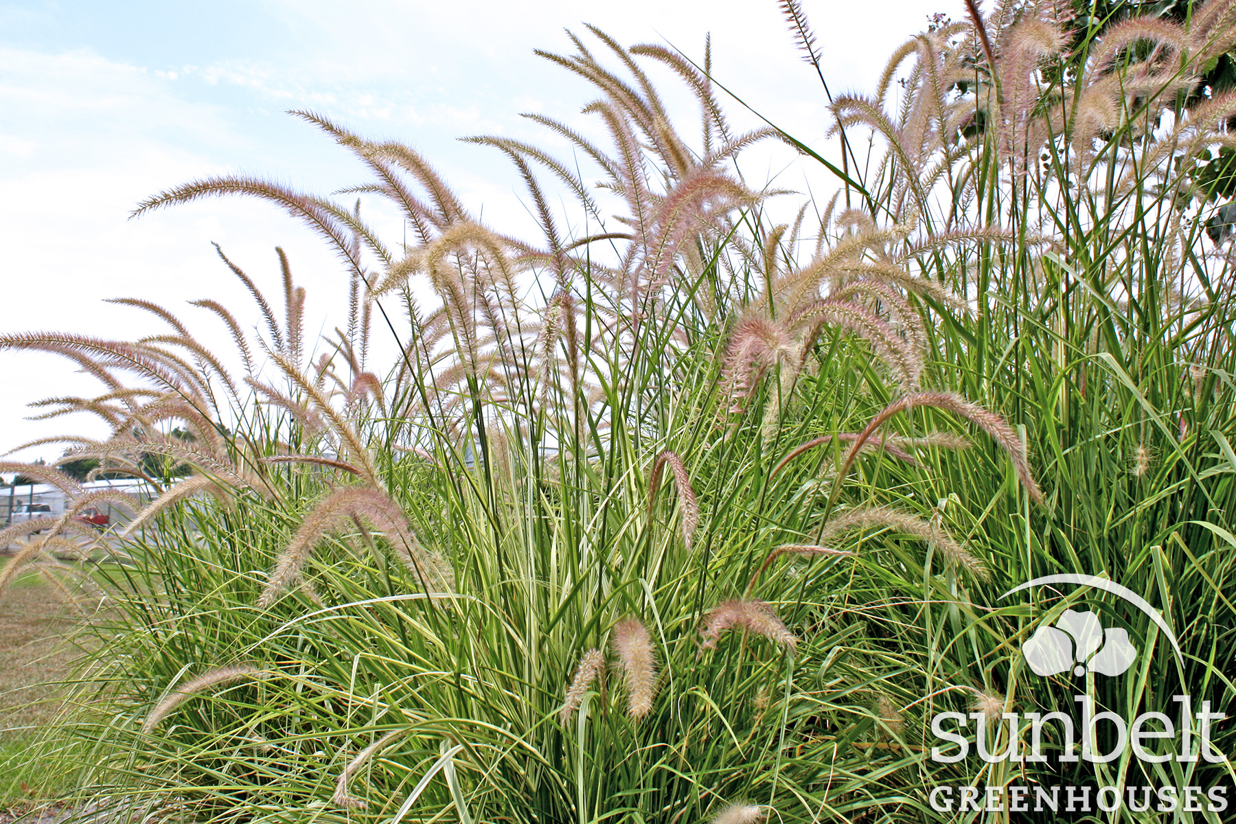 edit-pennisetum-skyrocket.jpg