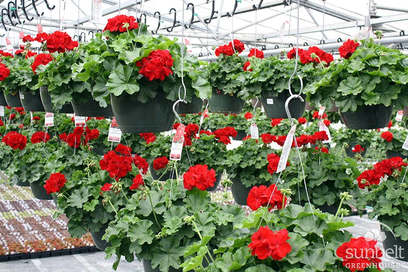 11" Premium Hanging Basket